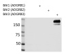 b3_-_pab_specificlty Brain-specific angiogenesis inhibitor proteins